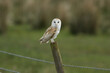 A magnificent hunting Barn Owl, Tyto alba, perching on a fence post during breeding season.