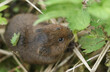 An endangered Water Vole, Arvicola amphibius, feeding on stinging nettle leaves at the edge of a stream.