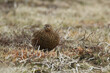 A female Red Grouse (Lagopus lagopus) standing in the moors in springtime.