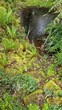 Kleiner Teich bei Regen - grüner Hintergrund mit Pflanzen im Gartenteich
