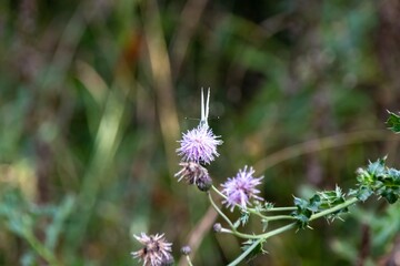 Canvas Print - butterfly on a flower