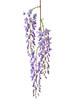 Branch of Wisteria flowers isolated on white background.