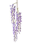 Fototapeta Sypialnia - Branch of Wisteria flowers isolated on white background.