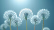 Close-up of delicate dandelion seeds attached to white fluffy parachutes