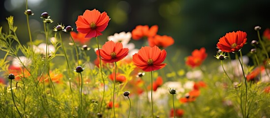 Sticker - Red flowers bloom in field