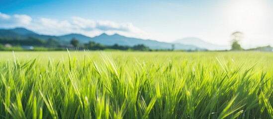 Sticker - Green grass field with distant mountains