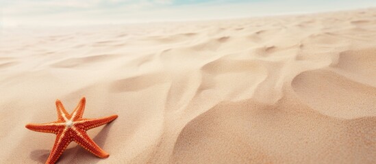 Aufkleber - Starfish resting sandy shore