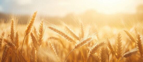 Wall Mural - Sunlit wheat field close-up