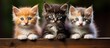 Three kittens on wooden fence looking camera