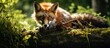 Fox resting on log amidst forest setting
