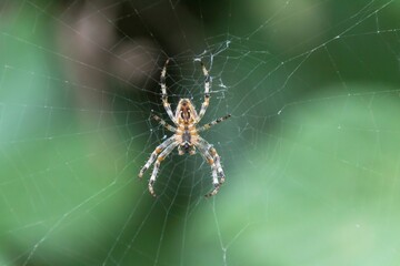 Poster - spider on the web