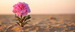 © HN Works - Pink flower blooming in sand