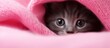 Kitten beneath pink blanket