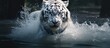 White tiger runs through water