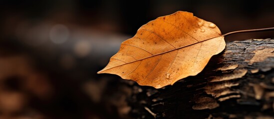 Poster - Leaf on Log in Forest