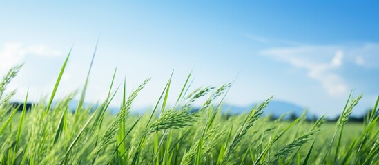 Poster - Grassy field and distant mountains