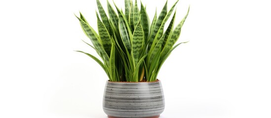 Aufkleber - A lush green foliage plant against a plain white backdrop
