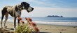 Dog on beach with flowers