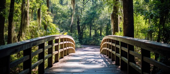 Wall Mural - Wooden bridge amidst lush forest