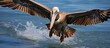 Brown pelican diving for fish
