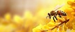 Bee on Yellow Bloom Blurred Background