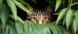 Cat hides in foliage