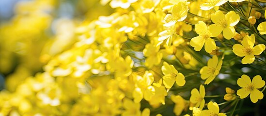 Sticker - Bright yellow blooms under the sun