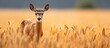 Deer gazes from wheat field