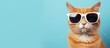 Cat in sunglasses on blue backdrop