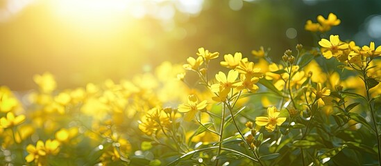 Sticker - Wild yellow blossoms bask in bright sunlight