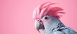 Pink parrot against pink backdrop