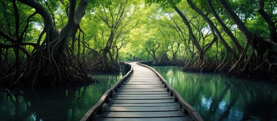 Wall Mural - Wooden path winding through watery mangrove trees