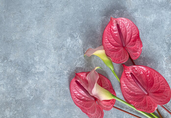 Wall Mural - Tropical flamingo flowers pink anthuriums and calla lilies on a gray background. Flat lay, top view. Copy space