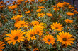 vibrant cluster of orange and yellow daisy flowers