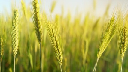 Canvas Print - Green wheat field. Agricultural field landscape of green wheat ears close up at sunset glow, stock footage video 4k