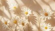 © zakir - Elegant aesthetic chamomile daisy flower pattern with sunlight shadows on a neutral beige background with copy space