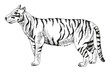 Javan tiger extinct animal hand drawn illustration