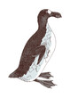 Great auk extinct flightless bird