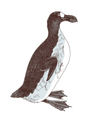 Canvas Print - Great auk extinct flightless bird