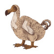Colorful dodo extinct bird sketch