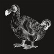 Dodo extinct bird sketch on black background