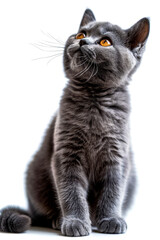 Canvas Print - Grey cat with yellow eyes stares into the camera.