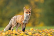 Red fox (Vulpes vulpes) is the largest of the true foxes and one of the most widely distributed members of the order Carnivora