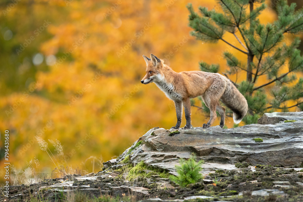 Red fox (Vulpes vulpes) is the largest of the true foxes and one of the ...