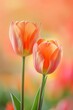 Two graceful tulips with gradient orange hues 