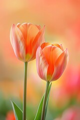 Wall Mural - Two graceful tulips with gradient orange hues 