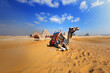 camel in the desert, egyptian pyramid in the background