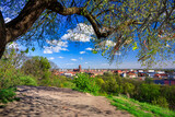 Fototapeta Uliczki - Beautiful blooming tree and the Main City of Gdansk at spring, Poland