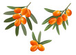Sea buckthorn branches with orange berries and green leaves. vector illustration