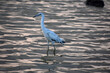 Stunning Tri-Color Heron Wading in the Shallows